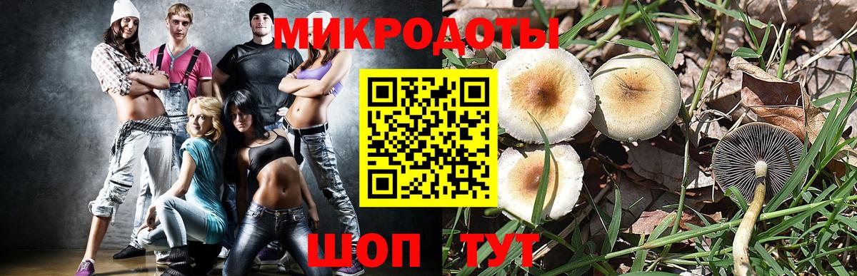 Псилоцибиновые грибы Psilocybe Кимры
